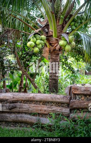 Viele Kokosnüsse auf dem Baum in Vietnam Stockfoto