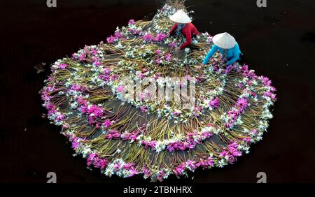 MOC Hoa District, Provinz Long an, Vietnam - 2. Dezember 2023: Frauen auf dem Land im Bezirk MOC Hoa, Provinz Long an, ernten Seerosen auf der Lagune Stockfoto