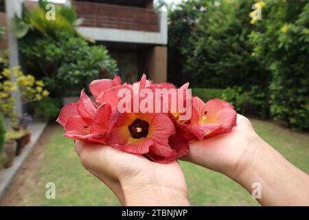 Weibchen mit wunderschönem Sea Hibiscus, auch bekannt als Hibiscus tiliaceus auf grünem Gras. Leuchtendes Rot mit gelben und orangen Blütenblättern an der Küste Hibiscu Stockfoto