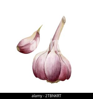 Knoblauch, ganz mit Knoblauchzehe, weißes lila Gemüse. Aquarellabbildung handgemalt isoliert auf weißem Hintergrund. Stockfoto