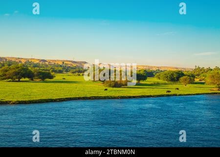 Kühe grasen am Ufer des Nils. Herrliche Landschaft. Sonnenuntergang. Assuan, Ägypten – 19. Oktober 2023 Stockfoto