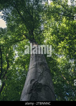 Blick von unten entlang des Stammes auf das frische grüne Laub einer Buche Stockfoto