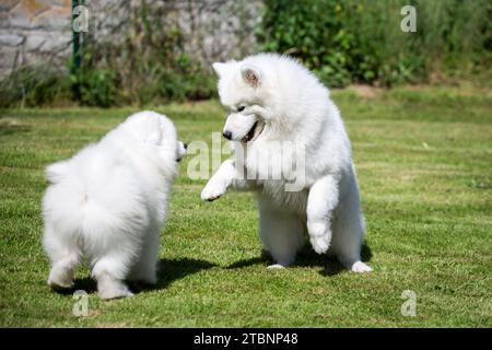 Samoyed Hunde spielen Stockfoto