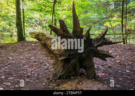 Die umgestürzte Wurzelmasse eines gefallenen Baumes steht neben seinem Stamm auf einer mit Blättern bedeckten Waldlichtung im Cuyahoga Valley National Park, Ohio. Stockfoto