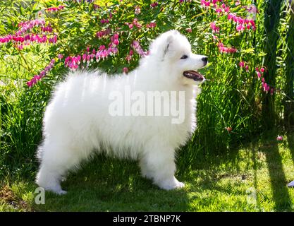 Samoyed Hündchen Stockfoto