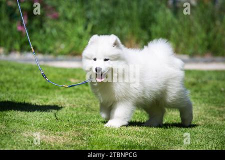 Zeigen Sie Hundetraining für einen Samoyden-Hündchen Stockfoto