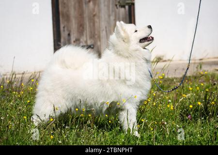 Zeigen Sie Hundeausbildung für einen Samoyden-Hund Stockfoto