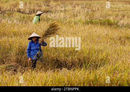 Die Reisernte im Bac Son Valley in Vietnam Stockfoto