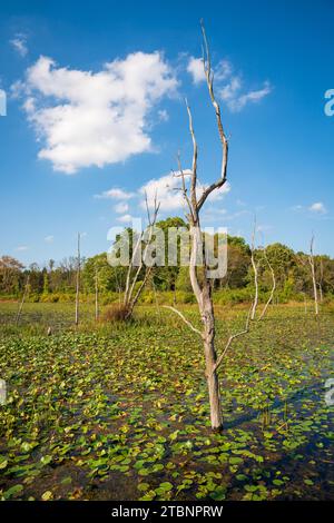 Die Wetlands, Cuyahoga Valley National Park in Ohio Stockfoto