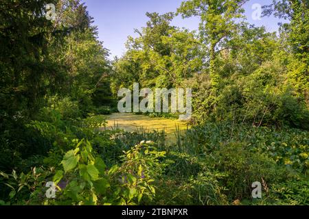 Die Wetlands, Cuyahoga Valley National Park in Ohio Stockfoto