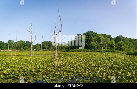 Die Wetlands, Cuyahoga Valley National Park in Ohio Stockfoto