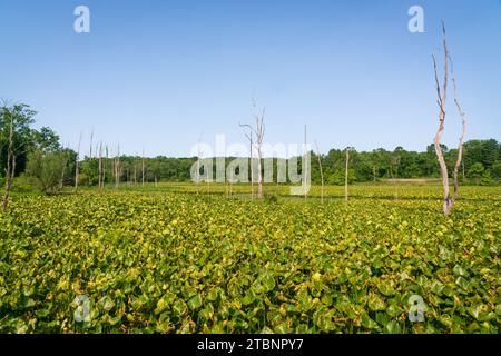 Die Wetlands, Cuyahoga Valley National Park in Ohio Stockfoto