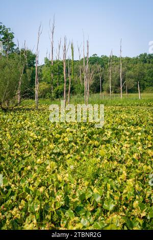 Die Wetlands, Cuyahoga Valley National Park in Ohio Stockfoto