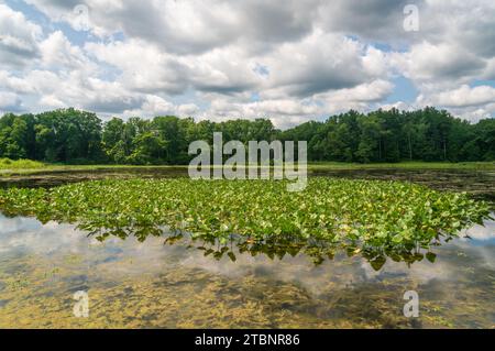 Die Wetlands, Cuyahoga Valley National Park in Ohio Stockfoto