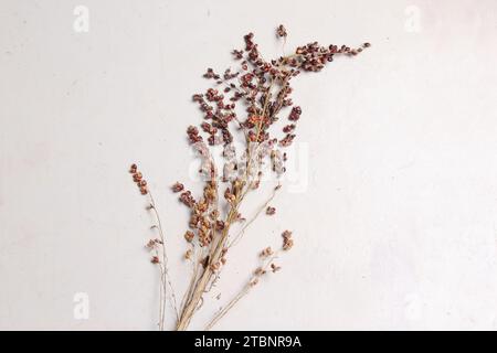 Jali-Samen, Gerste oder Gerste sind eine Art tropischer Getreidepflanzen aus dem Kornstamm oder Poaceae. Einfach weiß isoliert. Beschneidungspfad Stockfoto