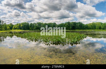 Die Wetlands, Cuyahoga Valley National Park in Ohio Stockfoto