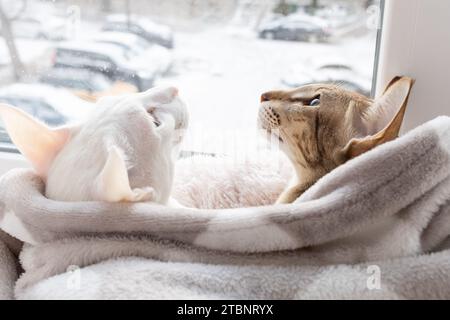 Süßes orientalisches Kurzhaar-Tabby-Kätzchen und weiße orientalische Katze, die aus dem Fenster auf der Winterstraße blickt Stockfoto
