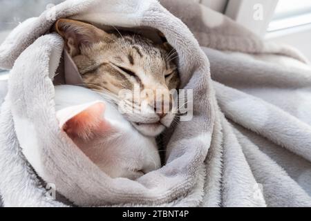 Die süße weiße Katze und das kleine Tabbykätzchen sind gegen die Kälte in eine graue Decke gewickelt Stockfoto