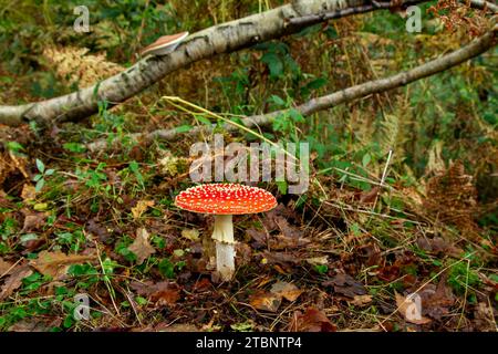 Fliegenpilz im Wald Stockfoto