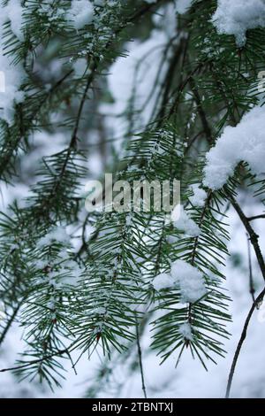 Winter-Kiefernwald tief mit Schnee bedeckt Stockfoto