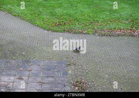 blackbird auf einer Straße Stockfoto