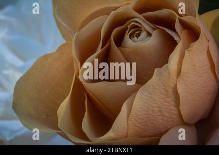 Nahaufnahme der kupferfarbenen Rose. Stockfoto