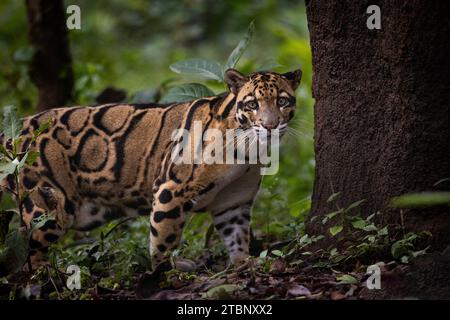 Indischer wolkiger Leopard (Neofelis nebulosa) Stockfoto