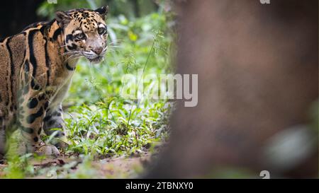 Indischer wolkiger Leopard (Neofelis nebulosa) Stockfoto