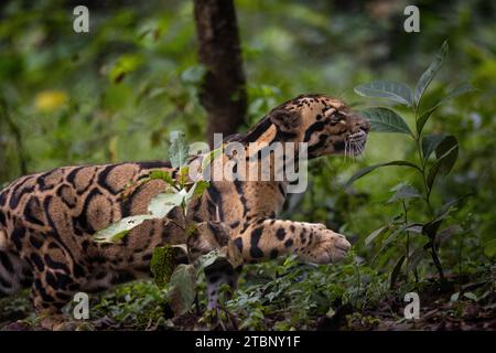 Indischer wolkiger Leopard (Neofelis nebulosa) Stockfoto