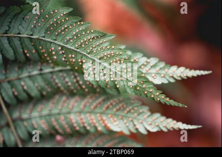 Nahaufnahme eines Sporenmakros auf dem Rücken einer Farnpflanze im Wald. Stockfoto