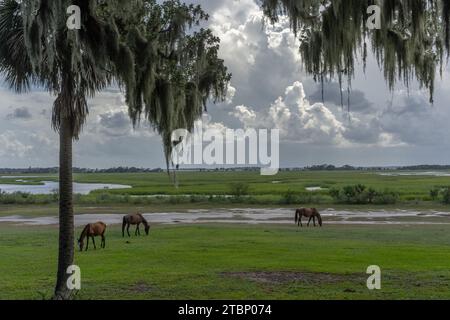 Wild Horses, Cumberland Island, Georgia Stockfoto