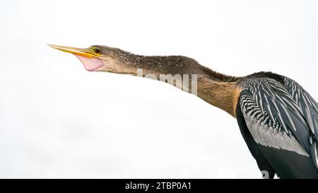 Anhinga gibt einen Warnruf Stockfoto