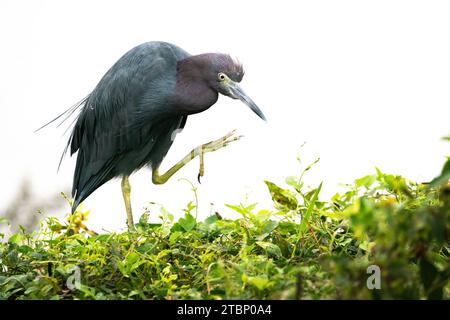 Ein kleiner Blauer Heron, der sich bereit macht, sich im Gesicht zu kratzen Stockfoto
