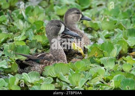 Zwei blaugeflügelte Petrol, die durch einen Marsh schwimmen Stockfoto