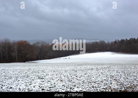 Schneebedeckte Winterlandschaft mit einer Gruppe wilder Hirsche in einem Fie Stockfoto