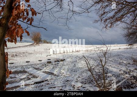 Schneebedecktes Feld vom Waldrand aus gesehen. Stockfoto