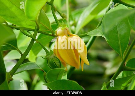 Nahaufnahme der kletternden Ylang-Ylang-Blüte auf Baumästen Stockfoto