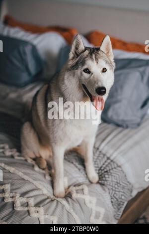 Graues und weißes sibirisches Husky-Hündchen, das auf einem Bett sitzt Stockfoto