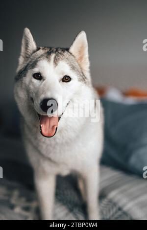 Graues und weißes sibirisches Husky-Hündchen lächelt der Kamera entgegen Stockfoto