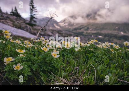 Bergmarschland Ringelblumen Wildblumen in der Indian Peaks Wilderness Stockfoto