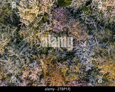 Aus der Vogelperspektive von Hawthorn Trees in Blossom, Dartmoor National Park, Devon, England. Sommer (Sommer) 2023. Stockfoto