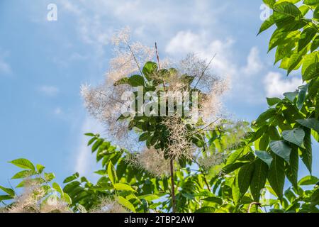 Interessante Pflanze Cotinus coggygria, Rhus cotinus, Rauchbaum, Rauchbusch, venezianischer Sumach. Familie Cotinus coggygria 'Young Lady' Anacardiaceae. Stockfoto