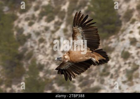 Gänsegeier fliegen über die CINT-Schlucht in Alcoi mit Flügeln, die während eines Richtungswechsels verlängert wurden, Spanien Stockfoto