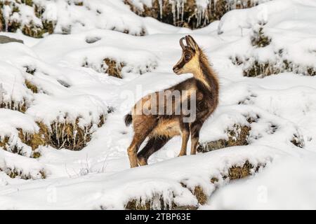 Chamois (Rupicapra rupicapra) Ziegenantilope im Schnee der Spanischen Pyrenäen. Naturlandschaft in Europa. Stockfoto