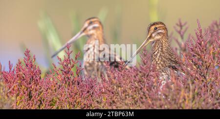 Die gewöhnliche Schnepfe (Gallinago gallinago) ist ein kleiner, stämmiges Watvögel, der in der Alten Welt beheimatet ist. Brutgebiete sind Sümpfe, Sümpfe, Tundra und Feuchtwiesen Stockfoto