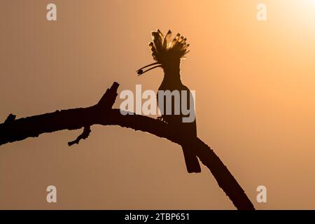 Eurasian hoopoe (Upupa epops) bird silhouette perched on branch at sunset with beetle insect in beak and raised crest. One of the most beautiful birds Stockfoto