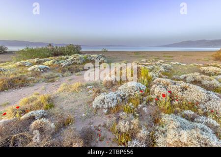 Strauch Vegetation in Alykes Feuchtgebiete sheepfields birding Website auf der Insel Lesbos, Griechenland Stockfoto