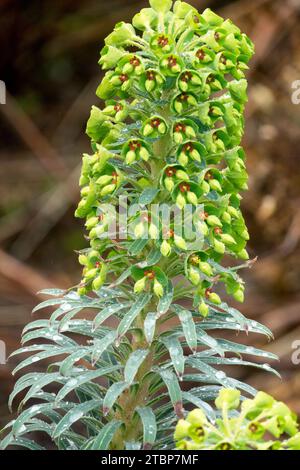 Mediterrane Spurge Euphorbia characters subsp. Wulfenii „Shorty“ Stockfoto