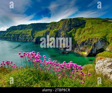 Sea Pinks oder Thrift in voller Blüte auf Carrick-A-Rede Island, County Antrim Nordirland Stockfoto