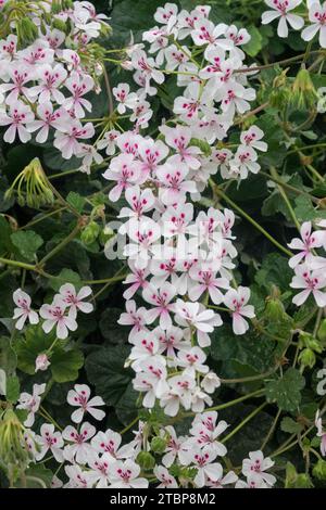 Kakteen Geranium, Liebling Geranium, Pelargonium echinatum blüht Südafrika heimische Pflanze Pelargonium, Feigenstiel Pelargonium blüht Stockfoto